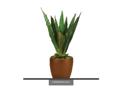 Sisal Agave Plant ID# P42651PS