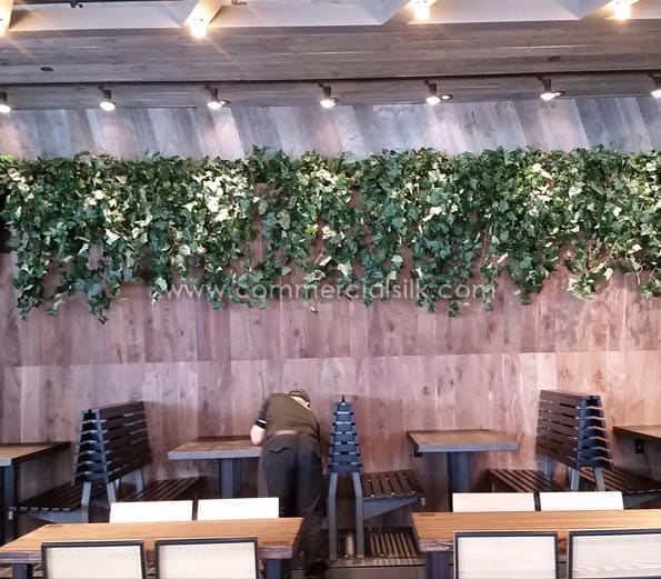 Algerian Ivy Hanging Plant ID# ALG#24