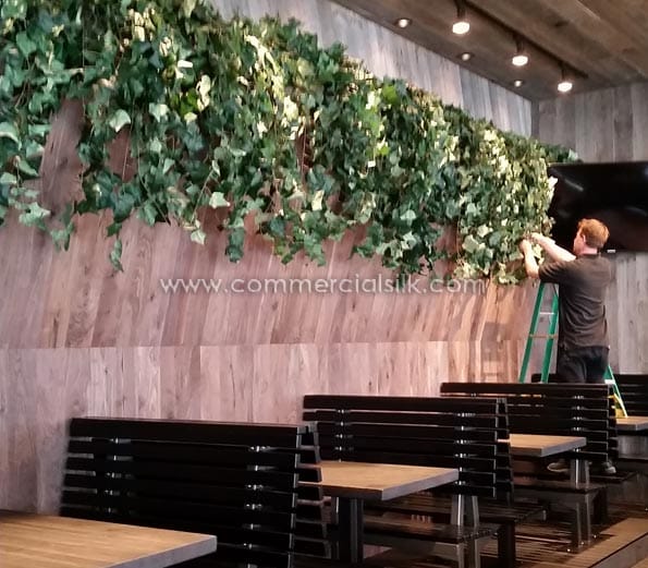 Algerian Ivy Hanging Plant ID# ALG#24