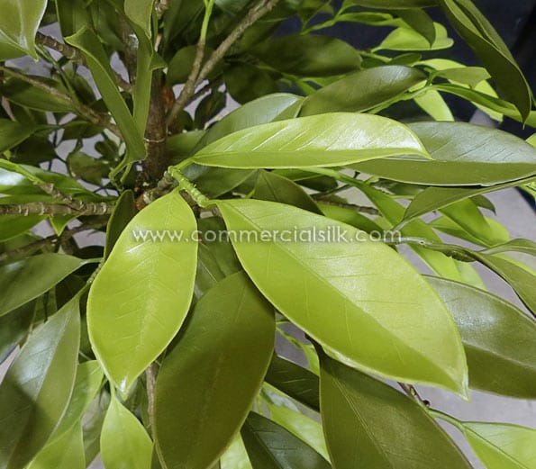 Bay Leaf Plant ID# BAYB48++