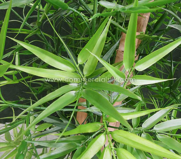 Bamboo Bush ID# BBP360++