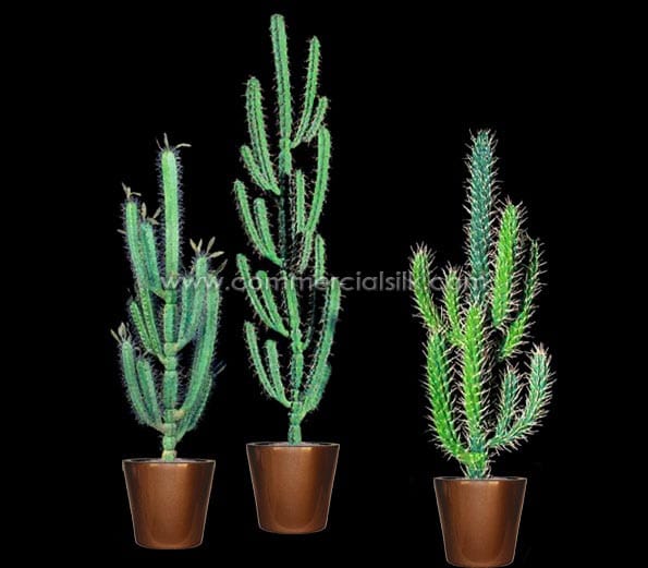 Hairbrush Cactus Plant ID# P676-AS, P576-AS, P406-AS