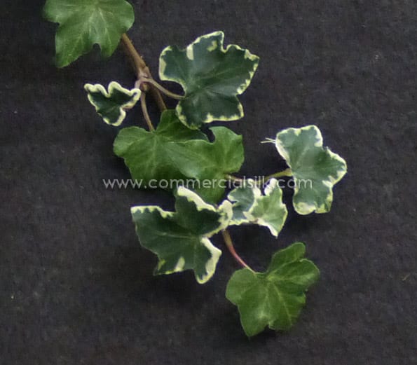 Lace Ivy Vine, Variegated ID# IVL#24V
