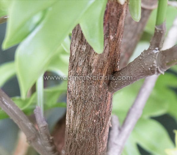 Sweet Gum Bush ID# SGMB60++