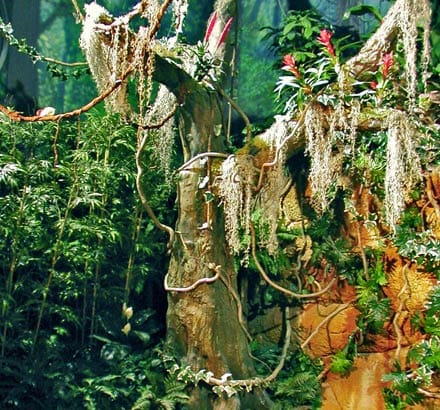 Cherry Bromeliad Plant ID# BGC116