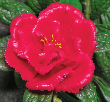 Artificial Azalea Hanging Basket ID# AZA422B+