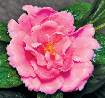 Azalea Flower Bush ID# AZA+18P