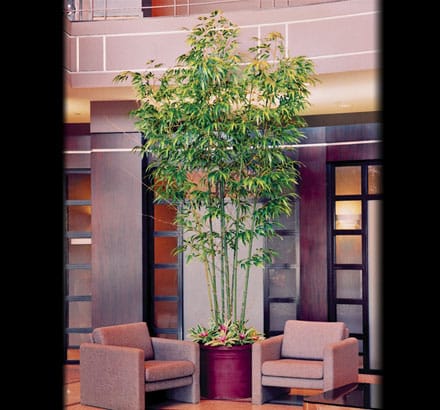 Oriental Bamboo Foliage ID# BB#60