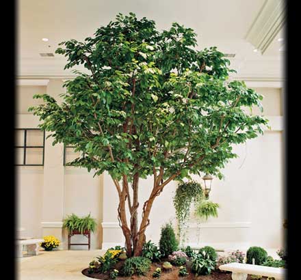 Giant Banyan Tree Foliage ID# BNY#36