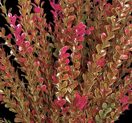 Barberry Plant ID# BAR224BB+