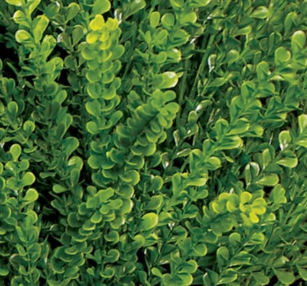 Barberry Plant ID# BAR224BB+