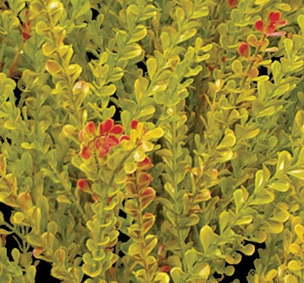 Barberry Plant ID# BAR224BB+