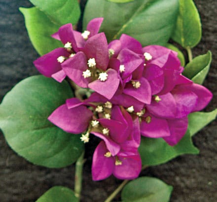Artificial Bougainvillea Plant ID# BOU613O