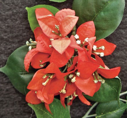 Silk Bougainvillea Leaves ID# BU#24H