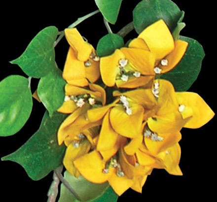 Artificial Bougainvillea Plant ID# BOU613O