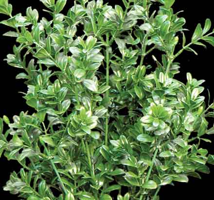 Large Leaf Boxwood Plant (exterior) ID# BOX119LL+