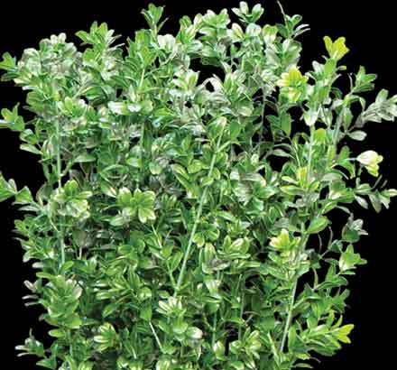 Large Leaf Boxwood Plant (exterior) ID# BOX++26LL