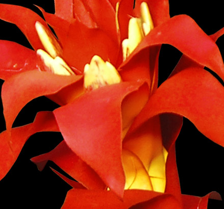 Guzmania Bromeliad Bush, Burgundy ID# BRG#21B