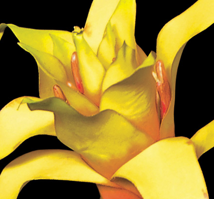 Guzmania Bromeliad Bush, Burgundy ID# BRG#21B