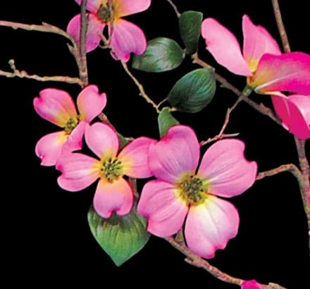 Dogwood Spray, Flowering ID# DOG#30Y