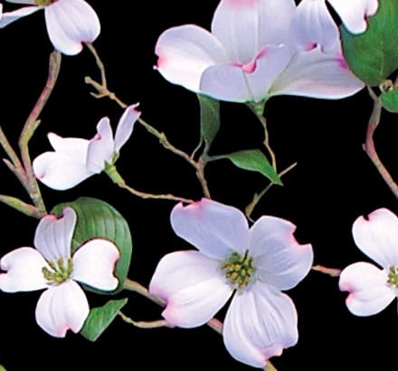 Dogwood Spray, Flowering ID# DOG#30Y