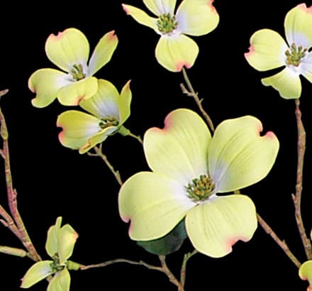 Dogwood Spray, Flowering ID# DOG#30Y