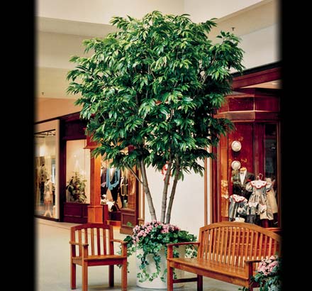 Alii Ficus Spray ID# FA#26
