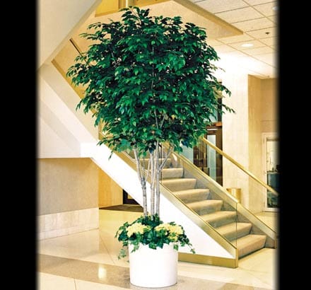 Ficus Benjamina Faux Tree Branches | Commercial