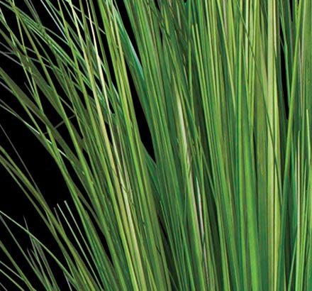 Tall Ornamental Prairie Grass ID# GPR360G