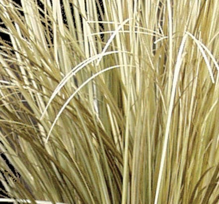 Tall Ornamental Prairie Grass ID# GPR360G