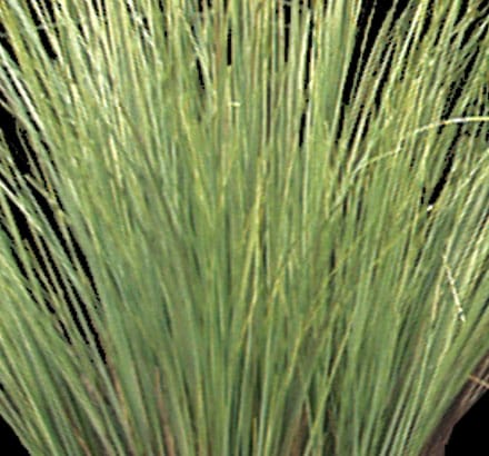 Prairie Grass Bush ID# GPR#24A