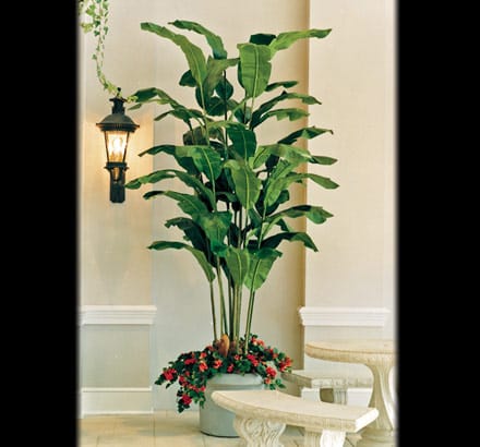 Heliconia Leaf ID# BAN#36