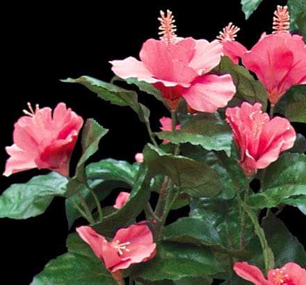 Hibiscus Plant ID# HIBM20P