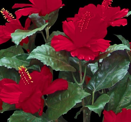 Hibiscus Plant ID# HIBM20P