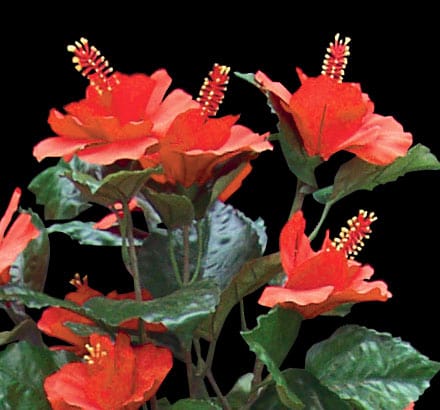 Hibiscus Plant ID# HIBM20P