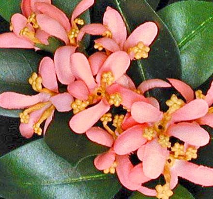 Flowers Jasmine Vine, Salmon ID# JAS#30S