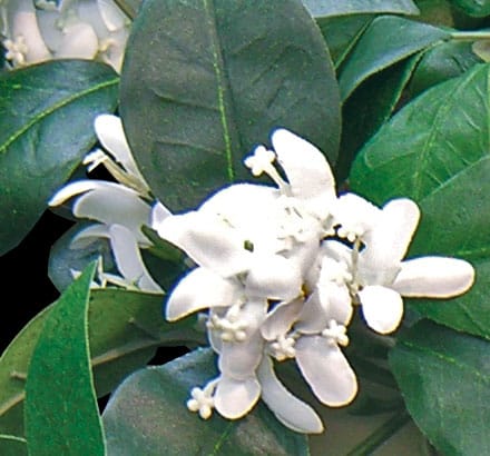 Flowers Jasmine Vine, Salmon ID# JAS#30S