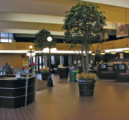 Ficus Benjamina Plant ID# FBCB60