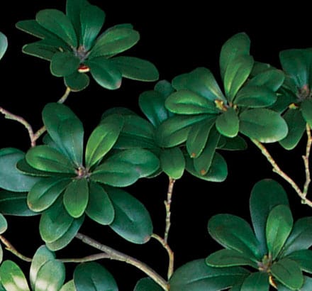 Australian Laurel Spray, Green ID# LAA#26