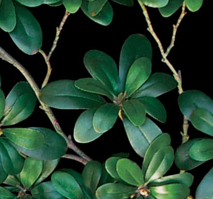 Australian Laurel Vine Plant ID# LAA612