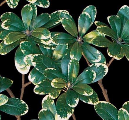 Australian Laurel Spray, Green ID# LAA#26