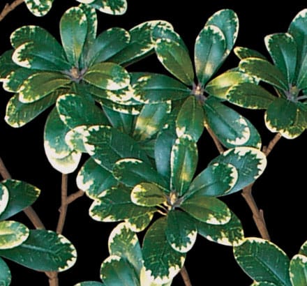 Australian Laurel Vine Plant ID# LAA612