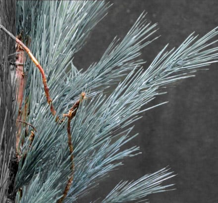 Limber Pine Bush ID# PLBB72+