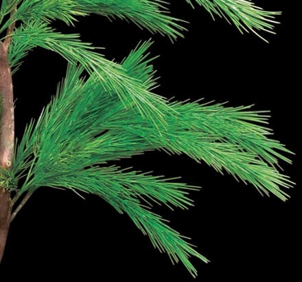 Limber Pine Bush ID# PLBB72+