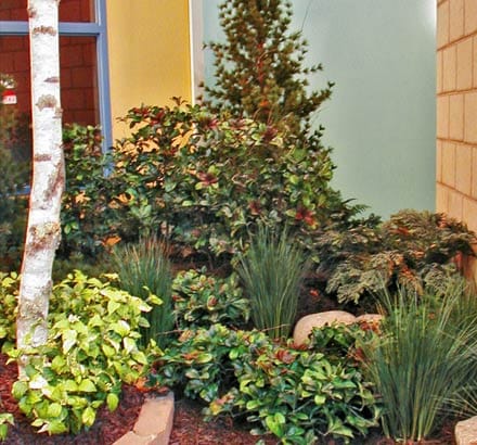 Mountain Birch Plant - Artificial Indoor Plants ID# BMT218