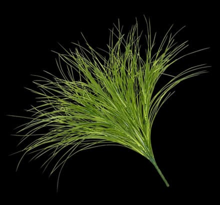 Mondo Grass Ground Cover ID# GMO++38G