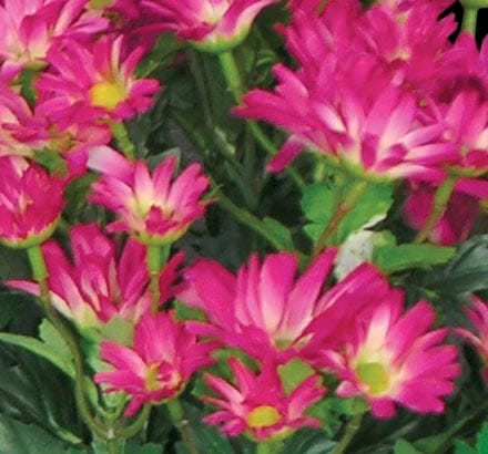 Daisy Mums Flowers ID# DAI118B#