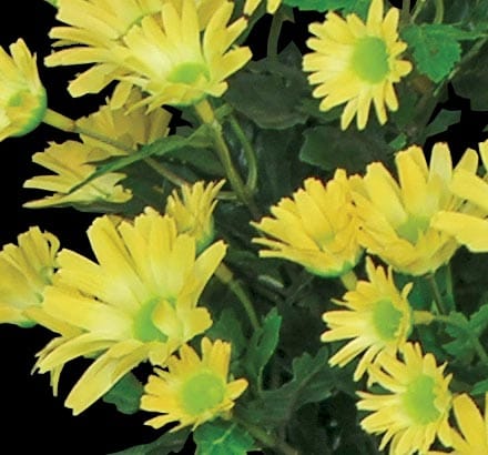 Daisy Mums Flowers ID# DAI118B#