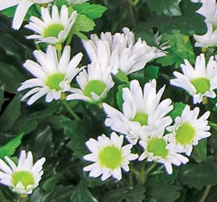 Daisy Mums Flowers ID# DAI118B#