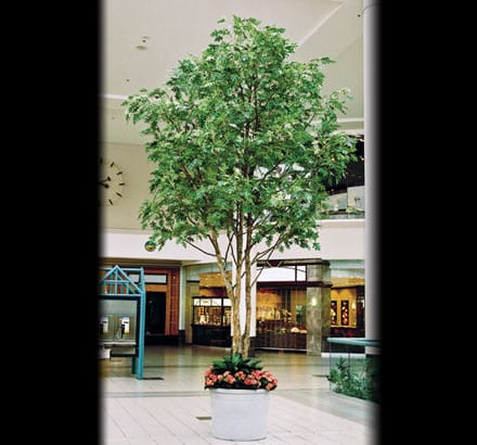 Red Oak Spray ID# OKR#33